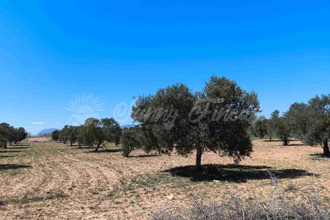 Helårsgrund i Yecla, Murcia, Yecla - € 26.500 | Ref: SF0526 - foto 10